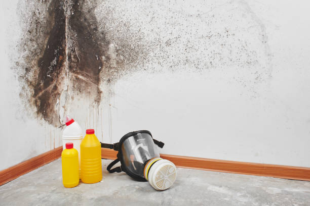 Best Mold Remediation for Specific Building Types in Dora, AL