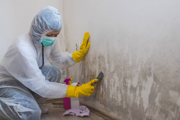 Best Mold Testing and Inspection Services in Dora, AL
