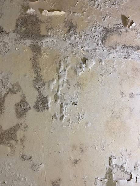 Best Attic Mold Remediation in Dora, AL